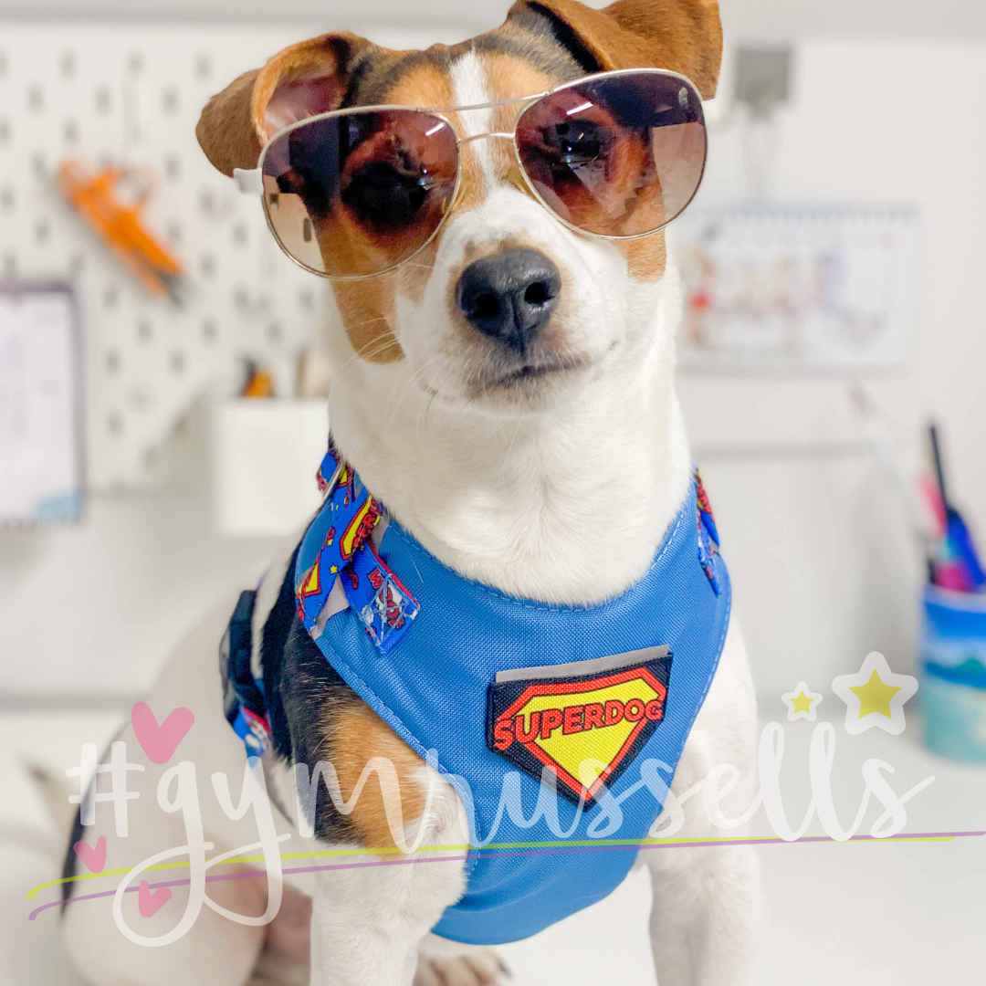 Superdog Patch Chest harness image 1
