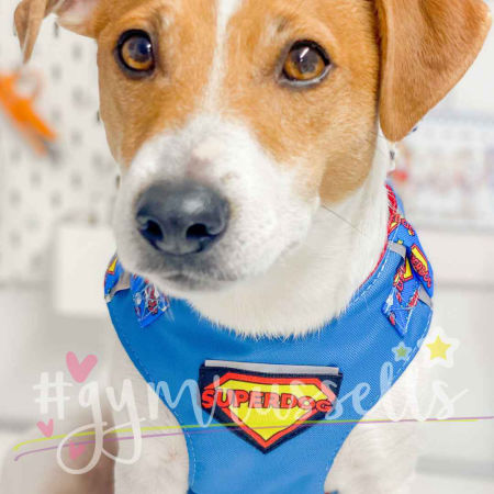 Superdog Patch Chest harness - Gymrussells image 2