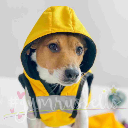 Raincoat for dogs image 1